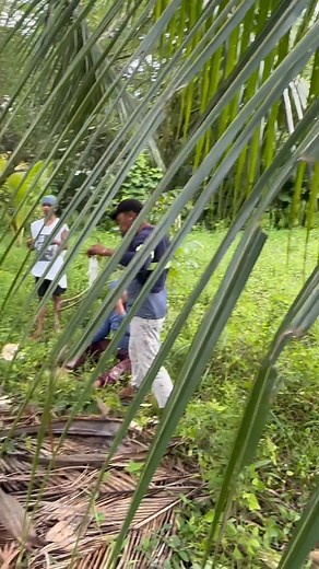 61K views · 996 reactions | PART 3 : BASIC TIPS FOR DURIAN SPRY  #arardavaofruits #durianph #fyp #hilights #business #farming #teambochokoy #farmlife | AR AR Arellano | Facebook
