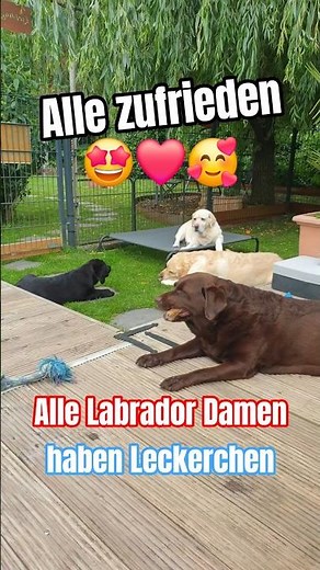 ❤️🥰 Alle zufrieden am knabbern. 💯🤩 Leckerchen für die Labrador Damen. #labrador #labradorwelpen