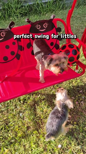 Outdoor toddler swing #kidsswing #swing #toddlerswing #tiktokshopcreatorpicks