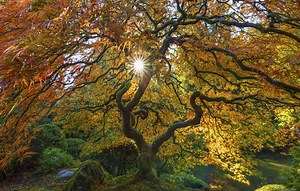 Tree Voucher Program