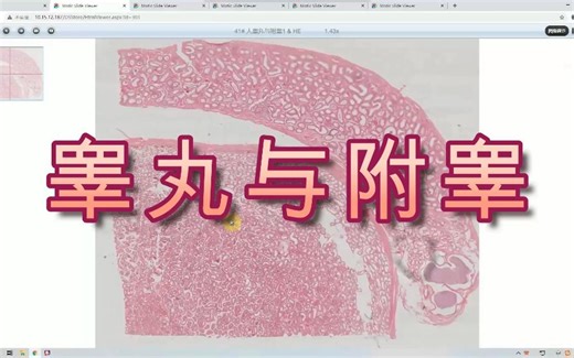 生殖腺-睾丸与附睾-组织切片解读