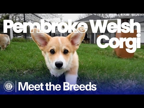 Everything You Need to Know About the Pembroke Welsh Corgi | AKC Meet the Breeds