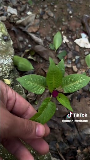 Flores ideales para el sol recomendadas por Omar Medrano
