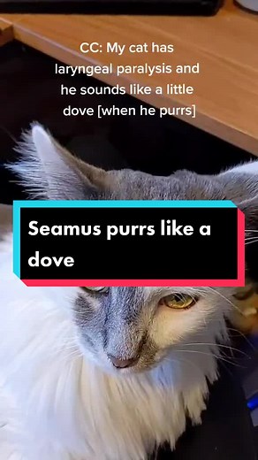 Understanding Laryngeal Paralysis in Cats