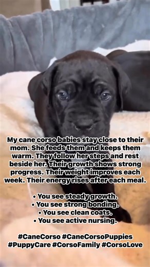 My cane corso babies stay close to their mom. She feeds them and keeps them warm. They follow her steps and rest beside her. Their growth shows strong progress. Their weight improves each week. Their energy rises after each meal. • You see steady growth. • You see strong bonding. • You see clean coats. • You see active nursing. #CaneCorso #CaneCorsoPuppies #PuppyCare #CorsoFamily #CorsoLove | Travis Smith corso