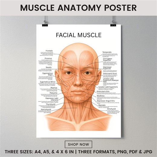 Face & Neck Muscles Anatomy Chart Poster, Dermatologist, Esthetician Clinic Decor, Medical Wall Art, Botox Guide, Filler Guide, Medspa - Etsy