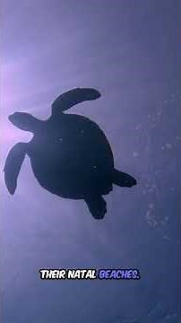 Sea Turtles 🐢 Explained in 120 Seconds