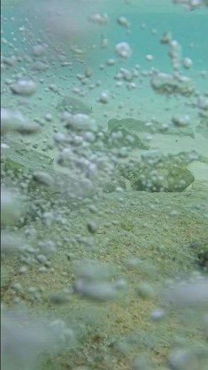 【#8k 】綺麗な沖縄の海の中に潜ってみた【#絶景】
