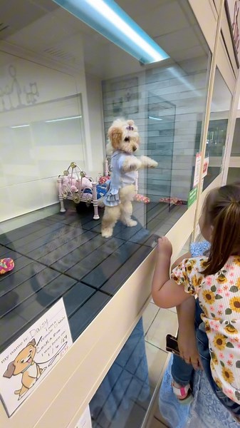 415K views · 117 reactions | My Family Pet Store located in Houston, TX is the cutest pet store that we have ever seen. You can tell the animals are very well taken care of and loved. we had so much fun visiting them and want to thank them for inviting us out. Make sure to stop by and see all of the amazing puppies they have today. | The Texas Family | Facebook