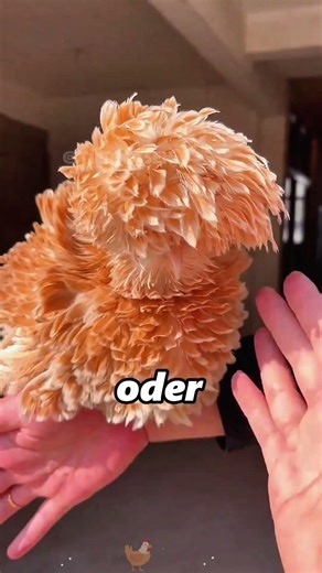 Du hast mit Sicherheit noch nie diese Hühnerrassen gesehen. #haustier #huhn #funfacts #tier #shorts