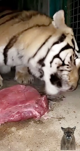 Tigers Feeding in a Captive Environment