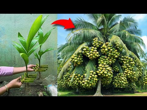Great skill... i Growing Coconut Tree Using Coconut Leaves