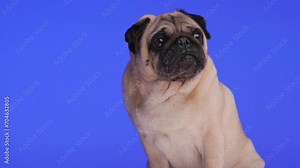 side view video of cute little pug dog licking nose, looking down and around, being curious and sitting on purple background