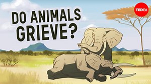 207K views · 5.6K reactions | Do non-human animals experience grief? Explore mourning in the animal kingdom to find out the answer to this tricky question: | TED-Ed | Facebook