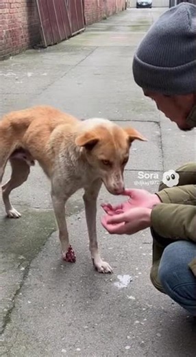 Injured Dog Trusts a Stranger
