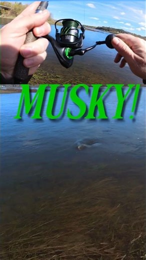 My Wife Picked The Lure...MUSKY Crushed It First Cast! #fishing #shorts
