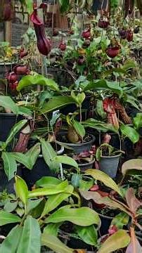 06 Nepenthes boschiana x veitchii 'Bario' 260126