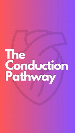 1.5K views · 18 reactions | The Conduction Pathway . 壘 Hit follow for more prehospital eduction . #paramedicstudent #paramedical #ecginterpretation | The Medical Lounge | Facebook