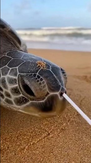 Watch How This Turtle Was Saved From Plastic Pollution