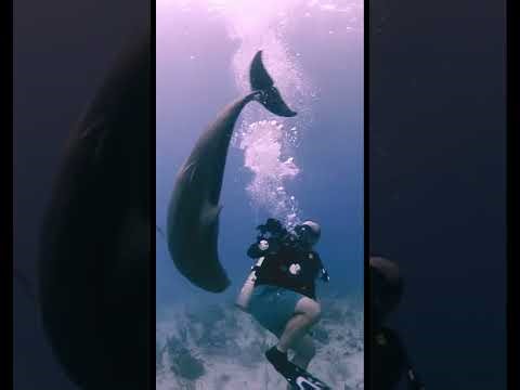 Amazing Dolphins 🐬✨ | Intelligent, Playful & Beautiful Ocean Moments