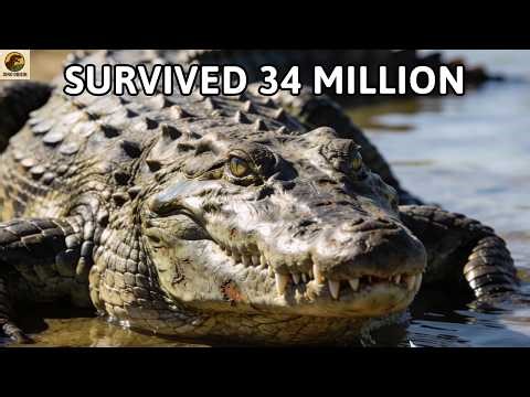 How did crocodiles survive for 34 million years in the harshest conditions on Earth?