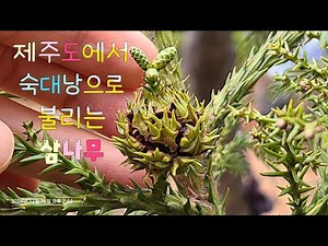 삼나무같은 사랑을 갈구한다~ 줄기와 잎이 절대 떨어지지 않는 삼나무 잎과 열매, 잎의 특징 #숙대낭, 양은리 공원의 삼나무