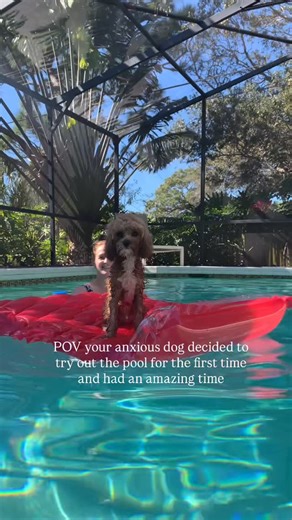 Benji the Cavapoo 🐾 | Surprise surprise, Benji had a blast in the pool! 💦 #cavapoo #mybuddybenji #dogsofinstagram #cutestdogever #mansbestfriend #cavapoopuppy | Instagram