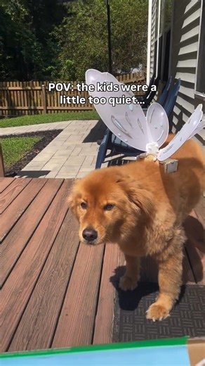 71K views · 92 reactions | The kids said they wanted to try out their Halloween costume…they just didn’t say who was actually going to try it on  栗 Find our Motorized Wings Costume and more fun kid's Halloween costumes at KiwiCo.com  #kidsactivities #kidstoys #KiwiCo #scienceforkids #Halloween | KiwiCo | Facebook