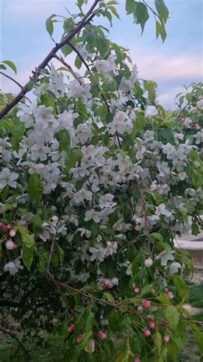 My Favorite Spring View: That Flowering Tree
