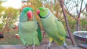 Talking Parrot Kissing Alexandrine Parrot | Parrot Paradise