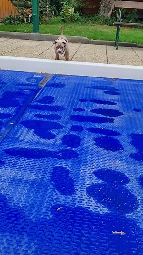 Nem (@elmo_and_dot)’s videos with Splish Splash - Bobby Darin