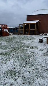 Reindeer goats! #reelsvideo #minigoats #snow #farmlife | Clutch of Color LLC