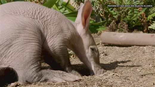Move over Moo Deng: First baby aardvark born at San Diego Zoo Safari Park