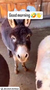 Happy Friday! This cutie Pie and I are wishing you a Good Morning! #cuteanimals #donkey #goodmorning #happy #friday #animals #cute | Chris Parrish