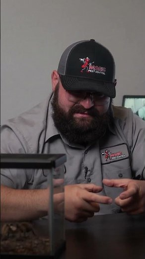 How to Remove a Scorpion Without Getting Stung