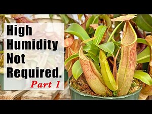 The Humidity Myth, Part 1: Your Nepenthes Doesn't Need a Rainforest
