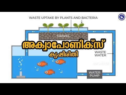 അക്വാപോണിക്സ് കൃഷിരീതി | Aquaponics Malayalam | GUPS AYALUR #aquaponics #school