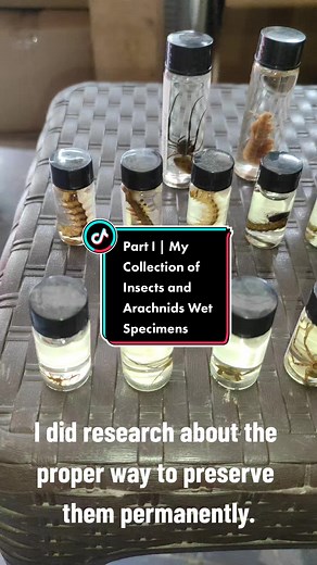 Preserving Dead Insects: Effective Methods Revealed