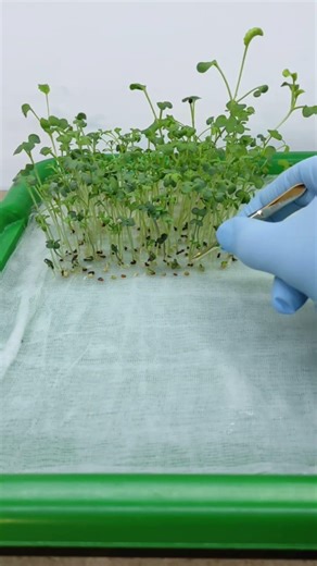 Day 28: Planting a Seed for Every New Subscriber! (Road to 1000) 🚀