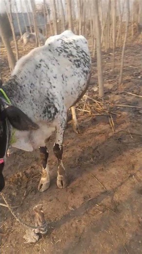 #cattledisease #medicalprocedure #animals #treatment #cow #tempany