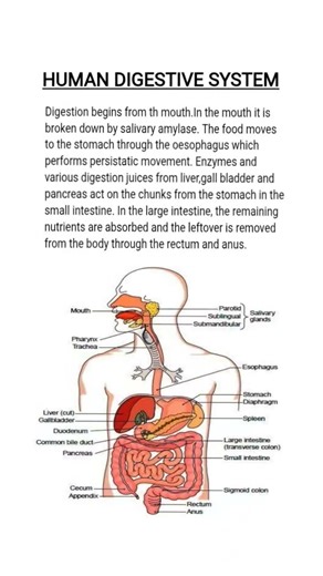 How the Human Digestive System Works 😮