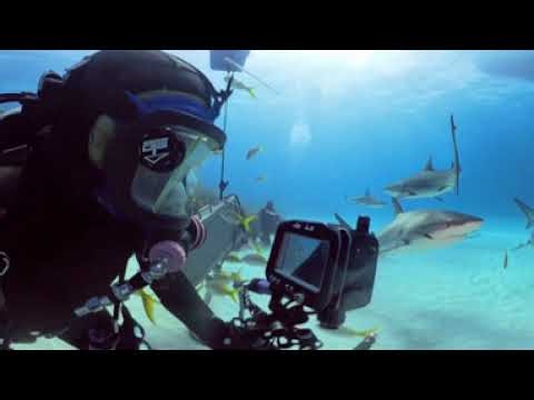 Diving Tigers with Jim Abernethy - URview