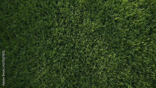 Aerial view of lush green grass, creating a natural texture. The video captures the vibrant, dense grass from a top-down angle, emphasizing its freshness.