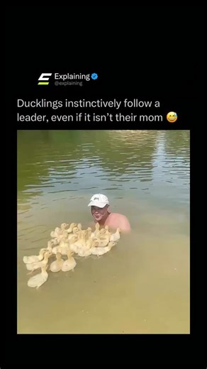 Explaining on Instagram: "Ducklings are born with a powerful instinct called imprinting, which causes them to follow the first moving object they see after hatching. 🦆😮 That “leader” is usually their mother, but it does not have to be. Ducklings have been known to follow humans, dogs, robots, or even shoes if those are the first things they encounter. Once imprinted, they will trail behind their chosen leader automatically. It is a survival mechanism meant to keep them close to protection, eve