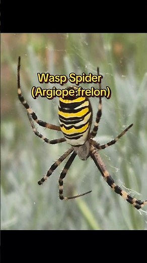 Fun Facts About the Wasp Spider (Argiope frelon) (Argiope bruennichi)