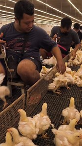 653K views · 5.4K reactions | day 14 inject the antibiotic MEDOXY LA | Apin | Facebook