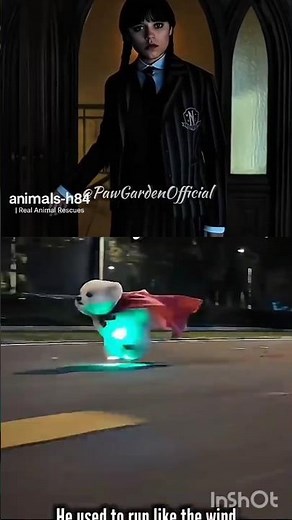 befor can wallk but after conot walk #funny #anmals #bri #memes #sad #cute #jaidmeel #edit #pitbull