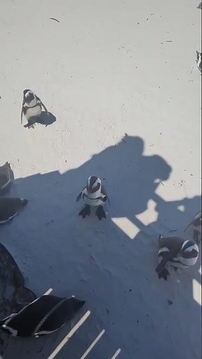 Meeting African Penguins, Boulders Beach, The Mzansi Experience from Daniel P. 🐧