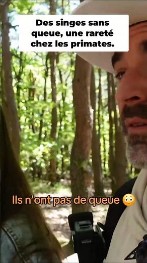 Alsace 🇫🇷 Monkeys without tails roam free! #alsace #travelvlog