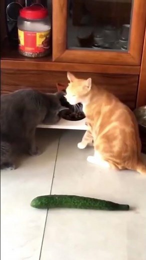 Cats Are TERRIFIED of Cucumbers! 😹